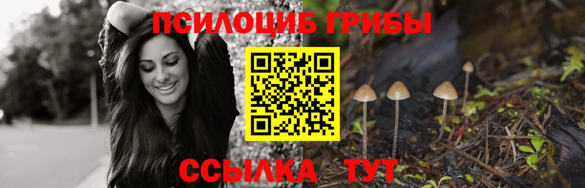 Псилоцибиновые грибы мицелий Вышний Волочёк